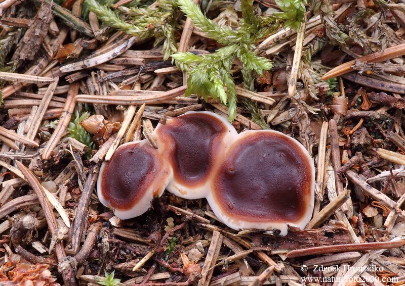 kořenitka nadmutá, Rhizina undulata (Houby, Fungi)